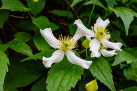 Clematis Montana 'Wilsonii'
