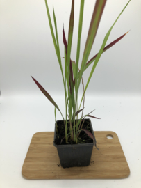 Imperata Red Baron - Japans Bloedgras