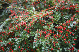 Cotoneaster dammeri (Dwergmispel)