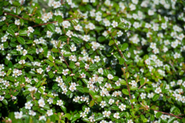 Cotoneaster dammeri (Dwergmispel)