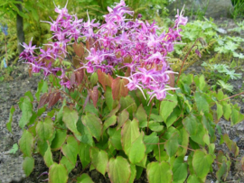 Epimedium grandiflorum 'lilafee'