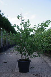 Amelanchier lamarckii - Krentenboompje meerstammig 150-200 cm.