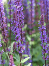 Salvia nemorosa 'Caradonna'