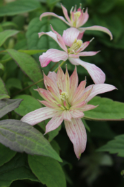 Clematis 'Marjorie'