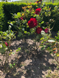 Rosa Ingrid 'Bergman' rode roos