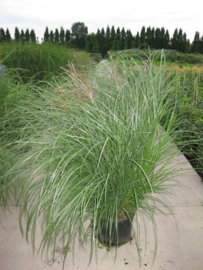 Miscanthus sin. 'Gracillimus' - Prachtriet