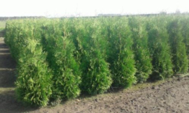 Thuja occ. 'Brabant' snelgroeiende haag conifeer