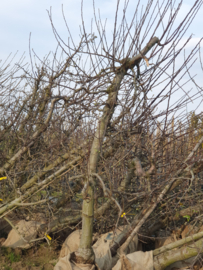 Appel boom Malus dom. 'Golden Delcious' oude fruitboom
