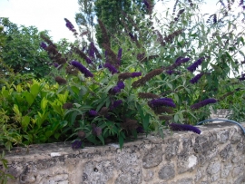 Buddleja dav. 'Black Knight' kleur paarse vlinderstruik