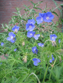 Geranium 'Brookside'