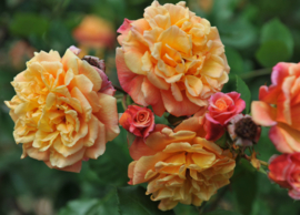 Rosa Aloha - Klimroos