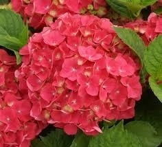 Hydrangea 'Leuchtfeuer' rode bol