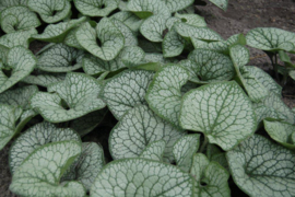 Brunnera macr. 'Silver Heart'