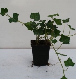 Hedera hibernica 10-30. cm. klimop