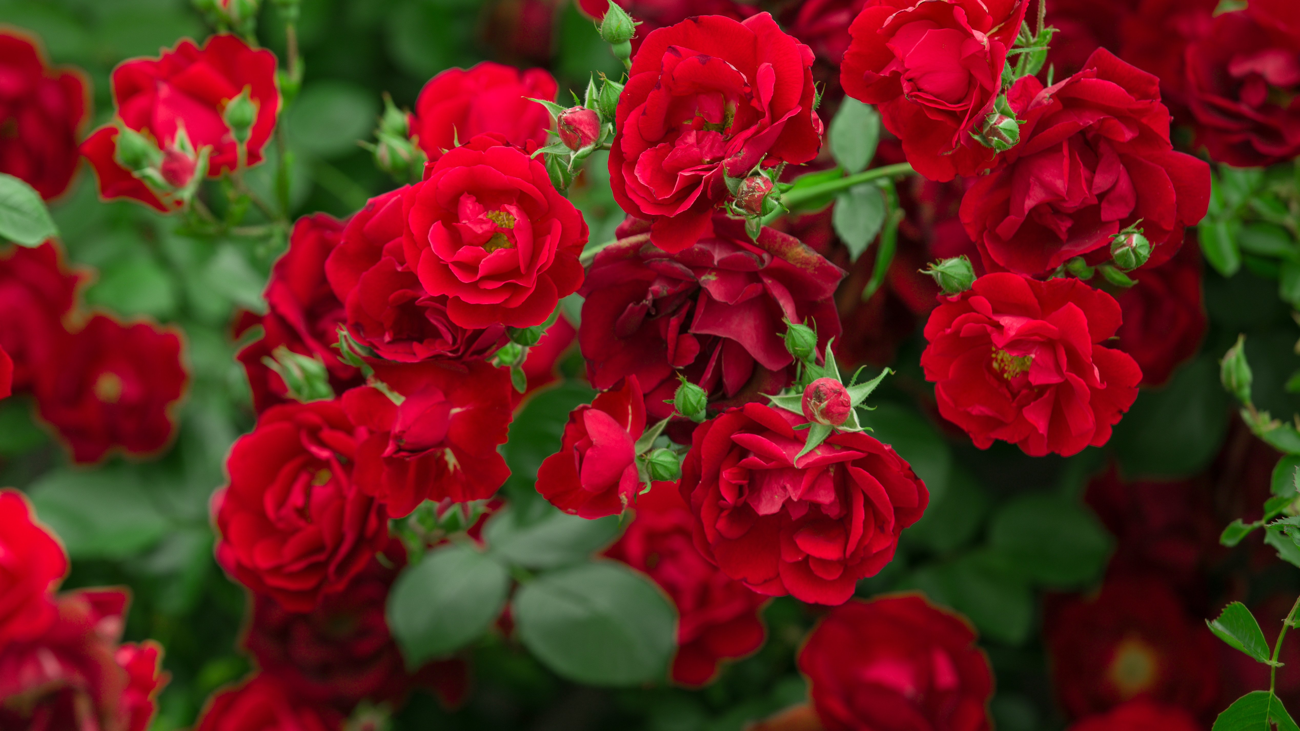 Rosa Rouge Meilove stamroos stamhoogte 90-100 cm.