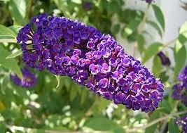 Buddleja dav. 'Black Knight' kleur paarse vlinderstruik