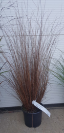 Carex buchananii 'Rode zegge'