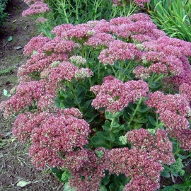 Sedum tel. 'Herbstfreude' - Vetkruid