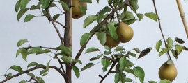 Leivorm halfstam fruitboom appel, peer, pruim of kers
