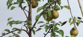 Leivorm half-+stam fruitboom appel, peer, pruim of kers
