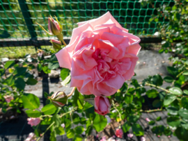 Rosa 'Coral Dawn' - Klimroos