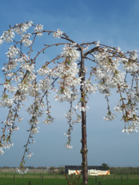 Prunus yedoensis ivensii - Witte treurkers 