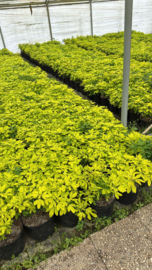 Choisya ternata 'Sundance' (Mexicaanse oranjebloesem)