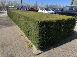 Taxus (venijnboom)