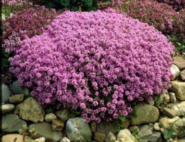 Thymus praecox 'Purple Beauty'