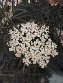 Sambucus nigra ‘Black Lace’ - Zwarte vlier struikvorm 150-200 cm.