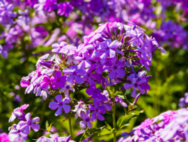 Phlox Paniculata 'Amethyst'