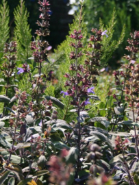 Salvia off. 'Purpurascens'