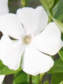 Vinca minor 'Gertrude Jekyll'