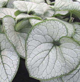 Brunnera macr. 'Silver Heart'