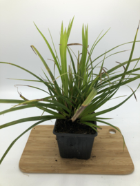 Carex morrowii  - Zegge