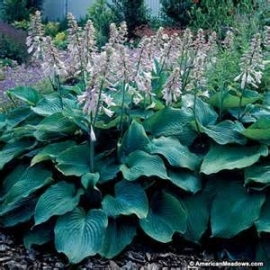 Hosta sieb. 'Blue Cadet' p9