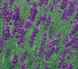 Lavendel (lavandula) ang. Munstead