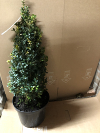 Buxus sempervirens piramide 40 cm.