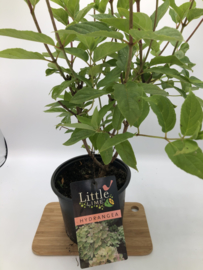 Hydrangea pan  'Little Lime' Mini Pluimhortensia