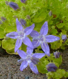 Campanula garganica