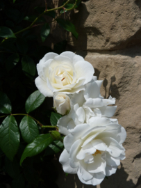 Rosa 'Climbing Snow Princess'