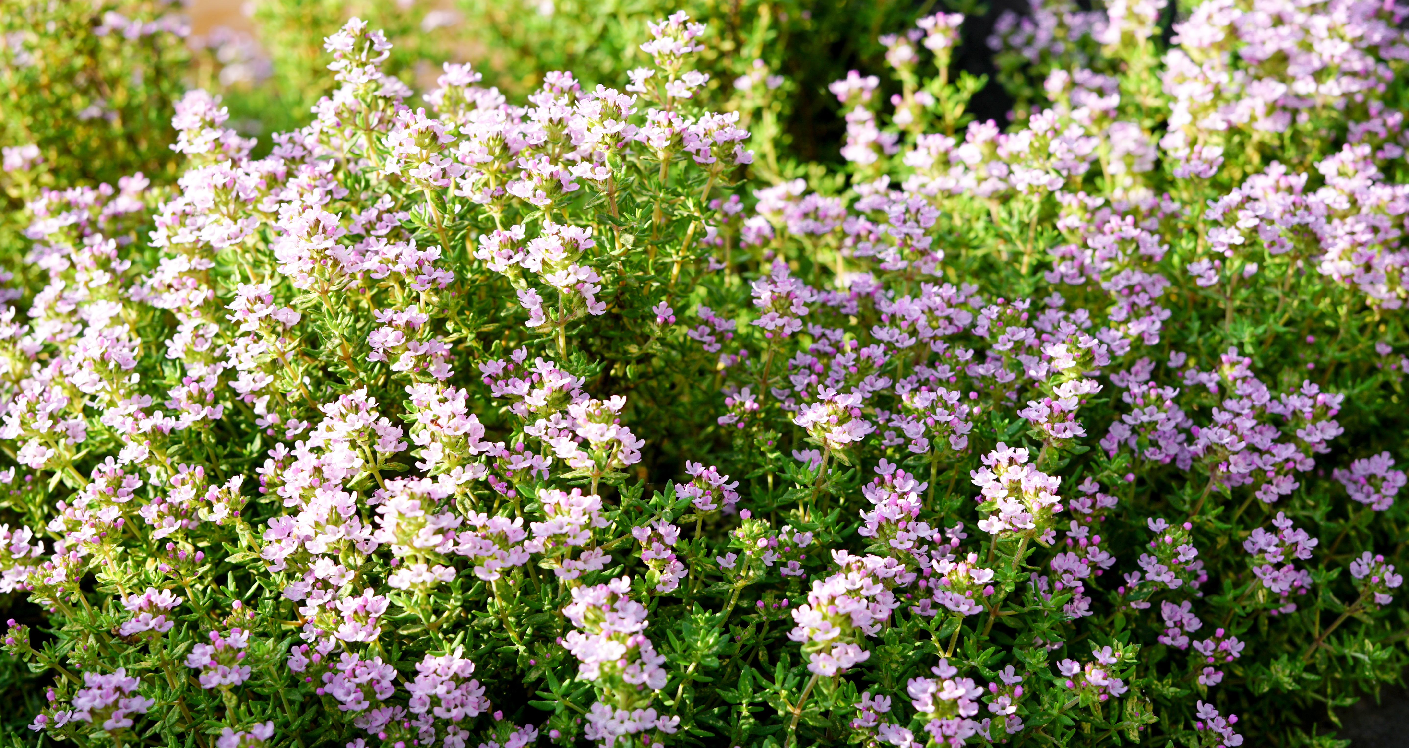 Thymus 'Doone Valley'