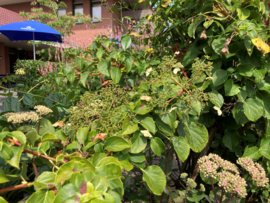 Hydrangea anomale petiolaris klimhortensia