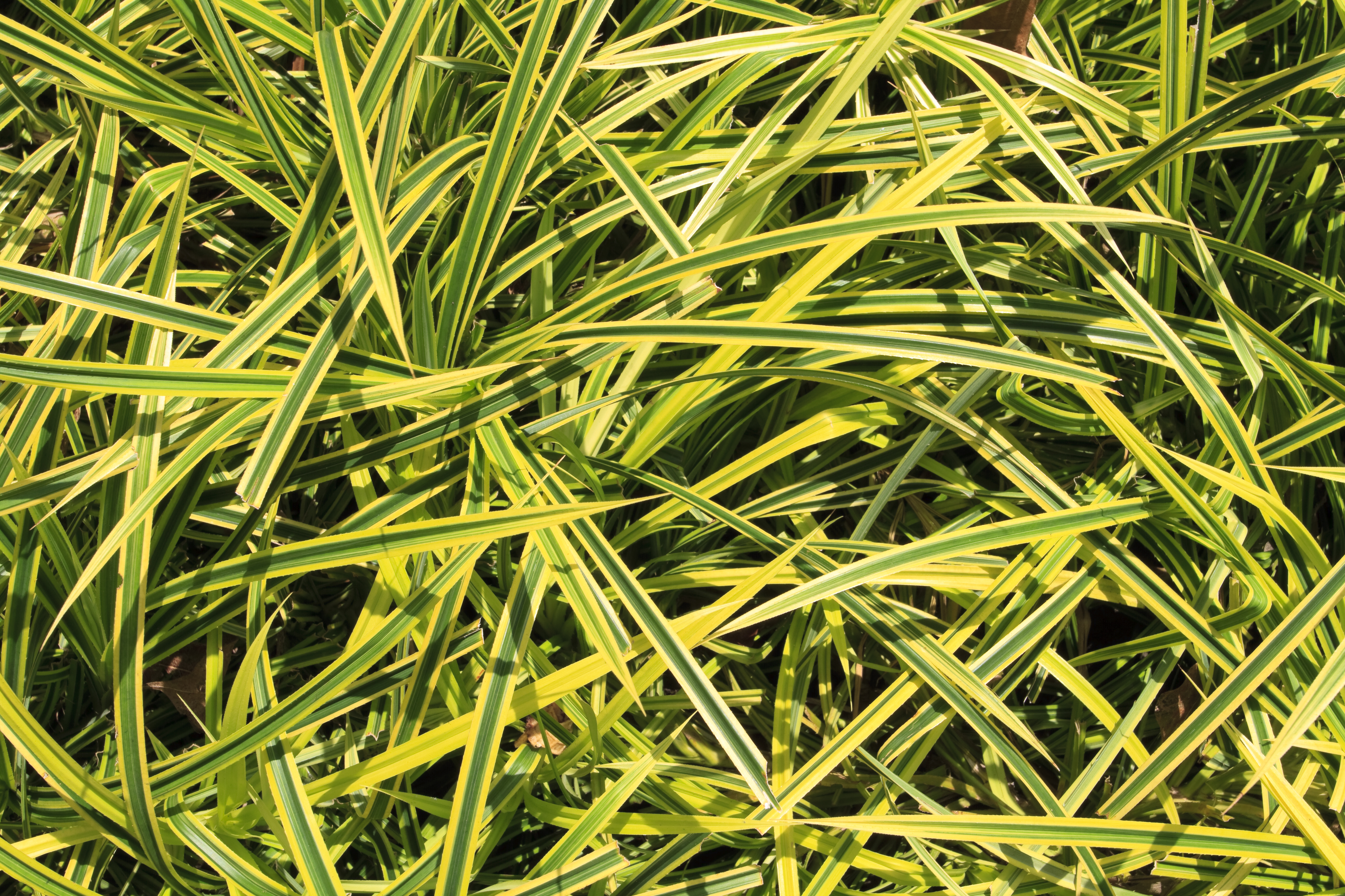 Carex oshimensis 'Evergold' – Siergras