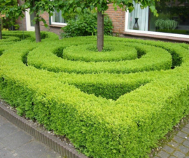 Ilex crenata Green Hedge - Buxus vervanger