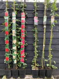 Rosa New Dawn - Klimroos