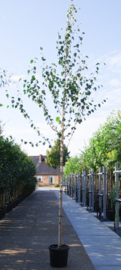 Betula utilis 'Doorenbos'  witte Himalaya berk