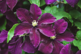 Clematis 'Etoile Violette'