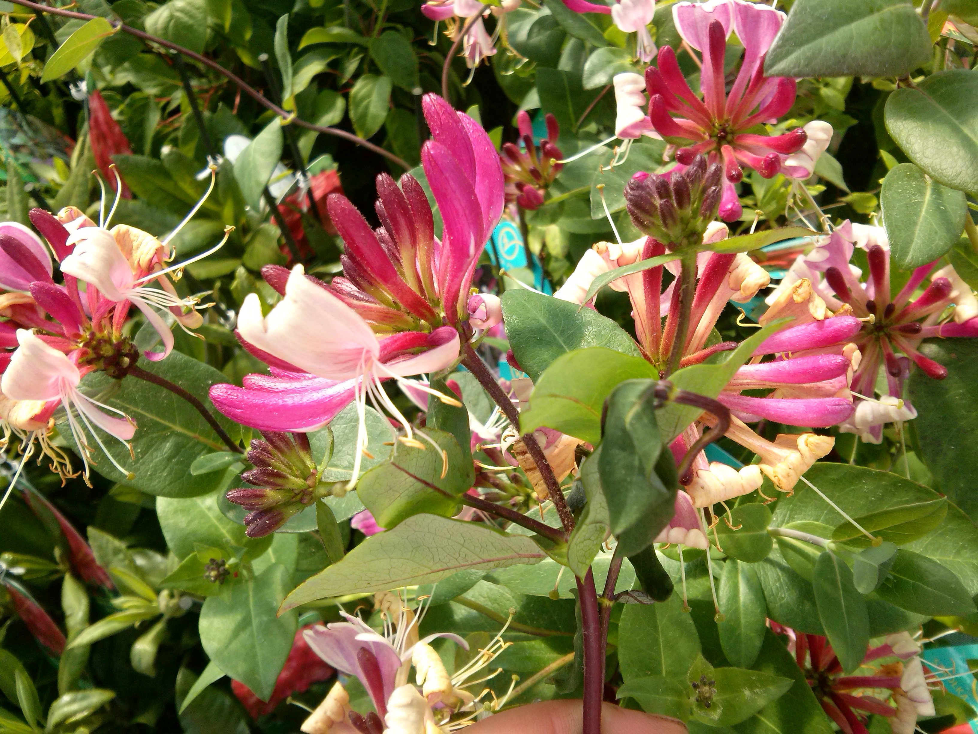 Lonicera heckr. 'American Beauty'