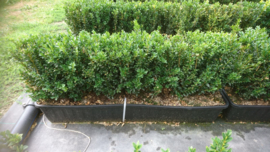 Buxus sempervirens kant en klaar haag | hoogte 30-35 cm.